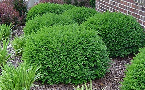 2 Green Velvet Boxwood Shrubs Live Plants L27594